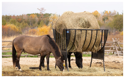 Image of Ojibwe Spirit Horses eating hay.
