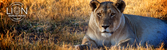 Lion World Travel